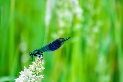 白色花蕾上的蓝蜻蜓